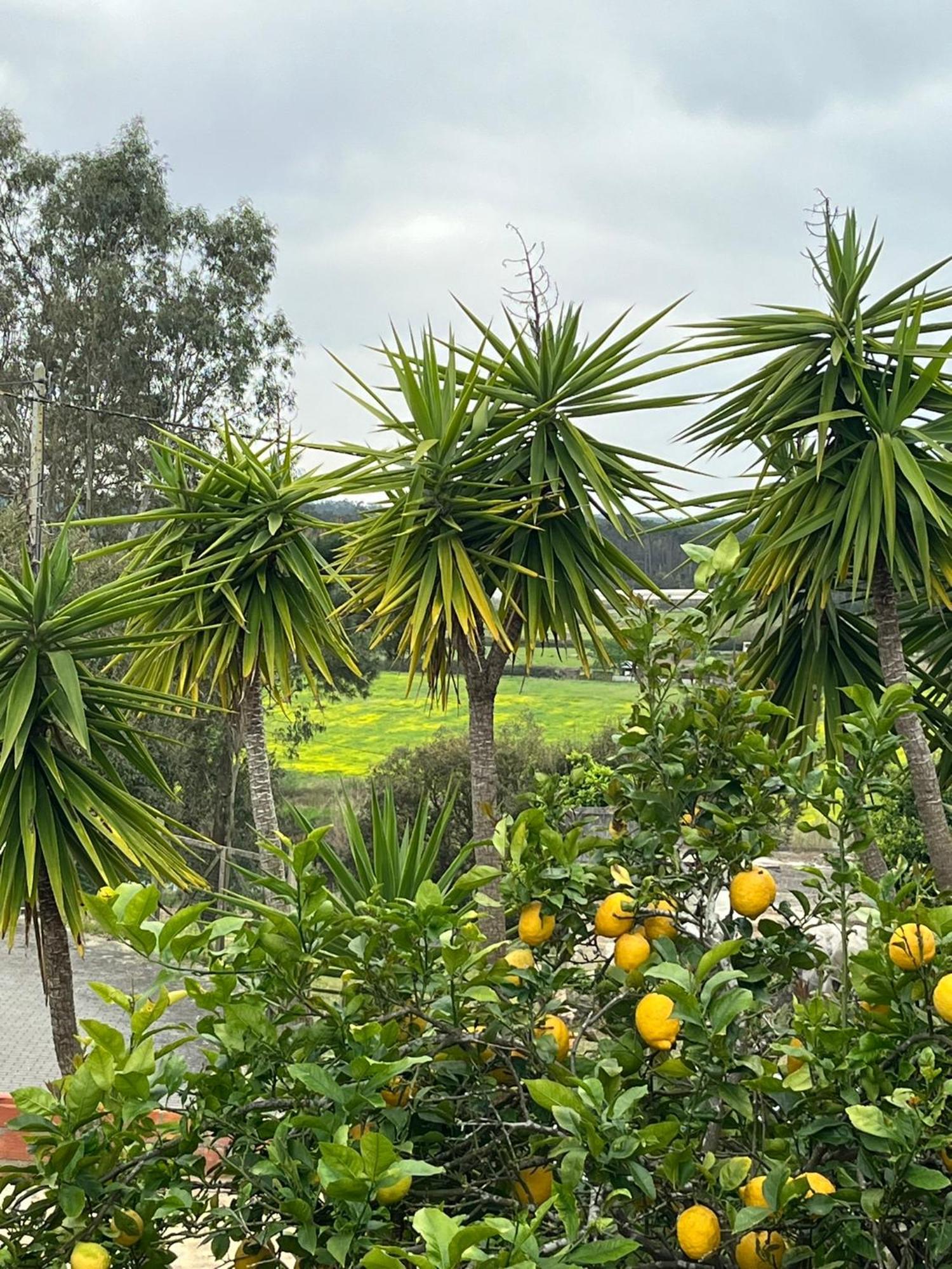 Monte Redondo Casa Das Flores Leiria Silvercoast Portugal מראה חיצוני תמונה